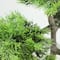 20.25&#x22; Japanese Bonsai Tree in Distressed Gray Pot